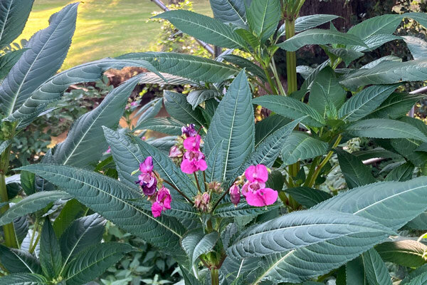 Invasieve soorten begrijpen: wat neofieten met onze tuin te maken hebben - Invasieve soorten begrijpen: neofieten in de tuin