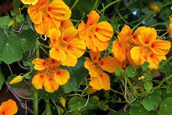 De juiste plant, de juiste plek? Vier tuinplanten met een verrassend groeipotentieel - Invasieve tuinplanten? 4 verrassende voorbeelden