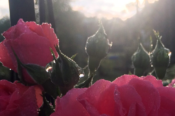 Misschien is het voor dit tuinjaar wel genoeg - Tuinieren in tijden van klimaatverandering: hoe ik mijn tuin op een nieuwe manier benader