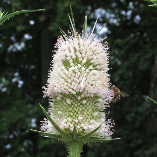 Wilde Karde (Dipsacus fullonum)
