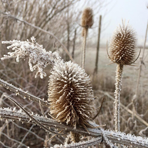Die Wilde Karde im Winter
