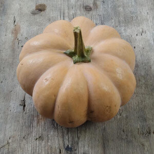 Muskaatpompoen 'Muscade de Provence' (Cucurbita moschata) 