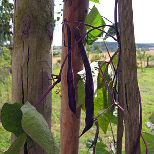 Stokboon 'A Cosse Violette' (Phaseolus vulgaris) zaden