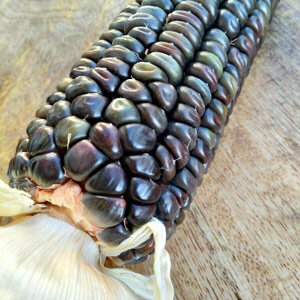 Maïs 'Oaxacan Green' (Zea mays)