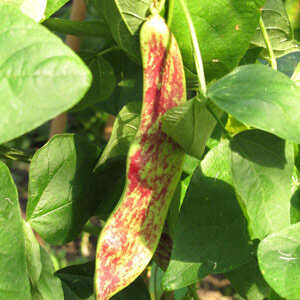 Stokboon 'Borlotto Lingua Di Fuoco' (Phaseolus vulgaris) 