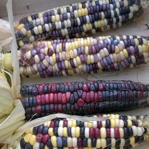 Kleurrijke suikermaïs 'Rainbow Inka' (Zea mays)