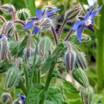 Bernagie (Borago officinalis)