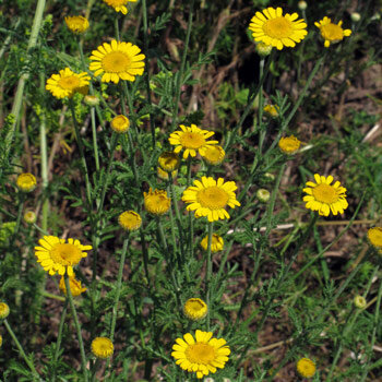 Verfkamille | Gele kamille (Anthemis tinctoria) 