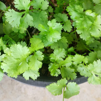 Koriander 'Caribe' (Coriandrum sativum) 