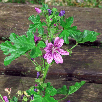 Klein kaasjeskruid (Malva neglecta) 