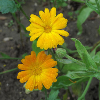Goudsbloem (Calendula officinalis) 
