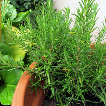 Rozemarijn (Rosmarinus officinalis)