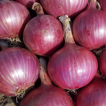 Ui 'Red Baron' (Allium cepa)