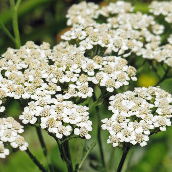 Duizendblad (Achillea millefolium) 