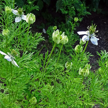 Zwarte komijn (Nigella sativa) 