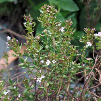 Echte tijm (Thymus vulgaris) 