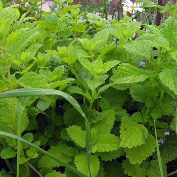 Citroenmelisse (Melissa officinalis) 