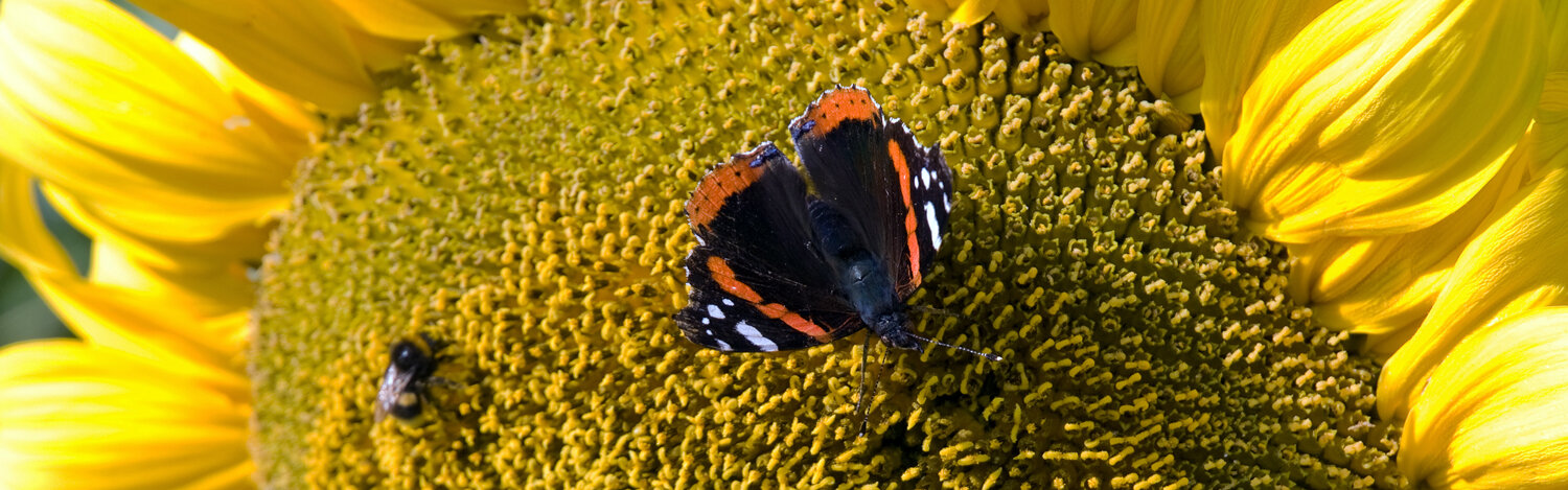 Ausschnitt einer Sonnenblumenbluete mit Schmetterling und Biene