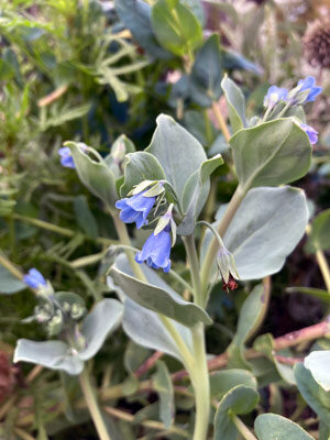 Oesterblad (Mertensia maritima)
