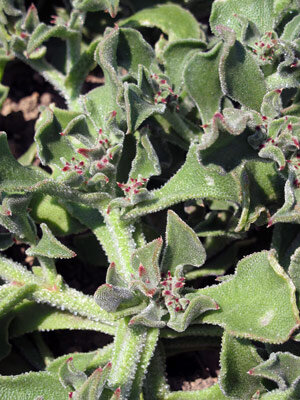 IJskruid (Mesembryanthemum crystallinum) 