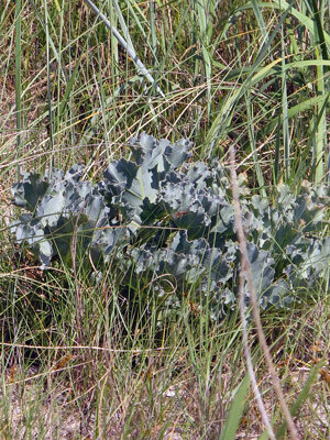 Zeekool (Crambe maritima)