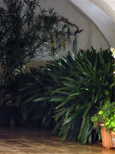 Kuebelpflanzen frostfrei in der Garage ueberwintern