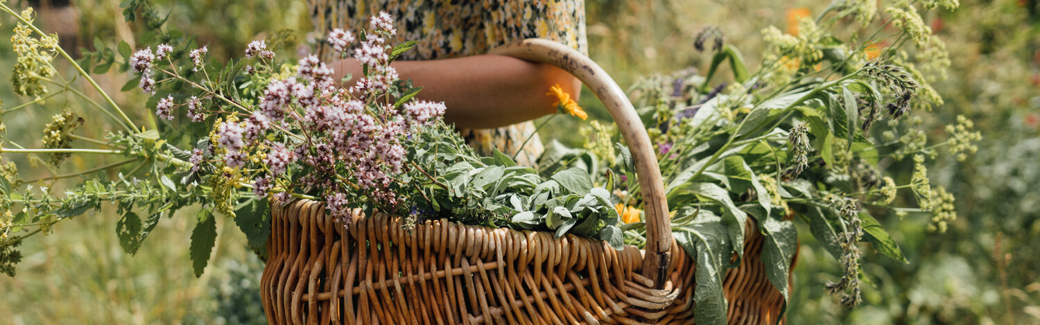 Kraeuterernte im Spaetsommer