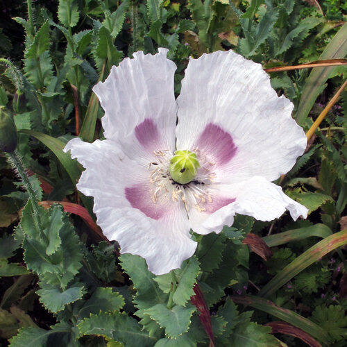 Varkenskruid papaver
