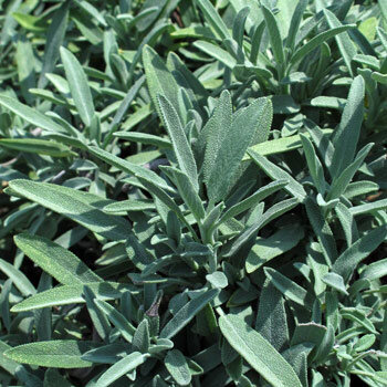 Echter Salbei (Salvia officinalis)