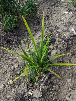 Knolcyperus / Chufa (Cyperus esculentus var. sativus)