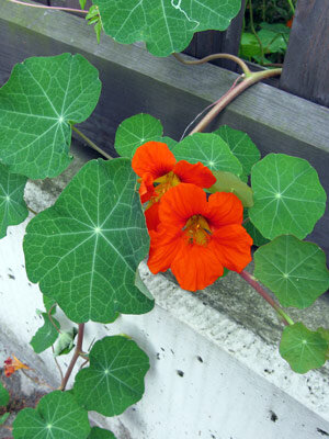 Oost-Indische kers