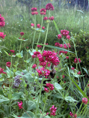 Spoorbloem (Centranthus ruber)