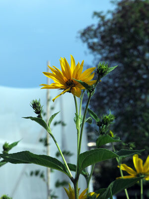 Aardpeer (Helianthus tuberosus)