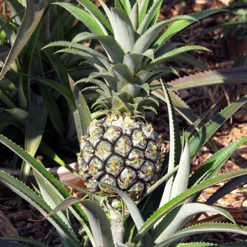 Ananaspflanze