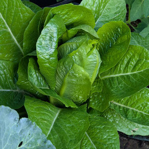 Romana-Salat 'Little Gem'