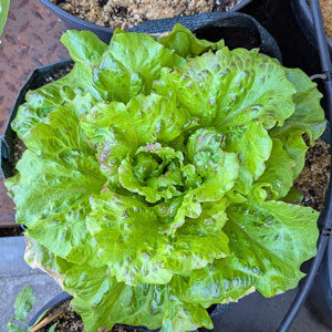 Bataviasalat 'Maravilla de Verano'