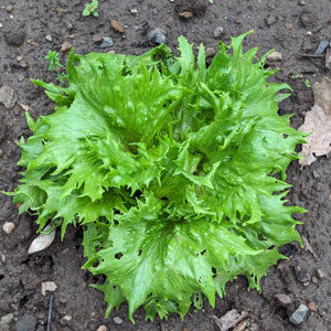 Eisbergsalat 'Reine de Glaces' 