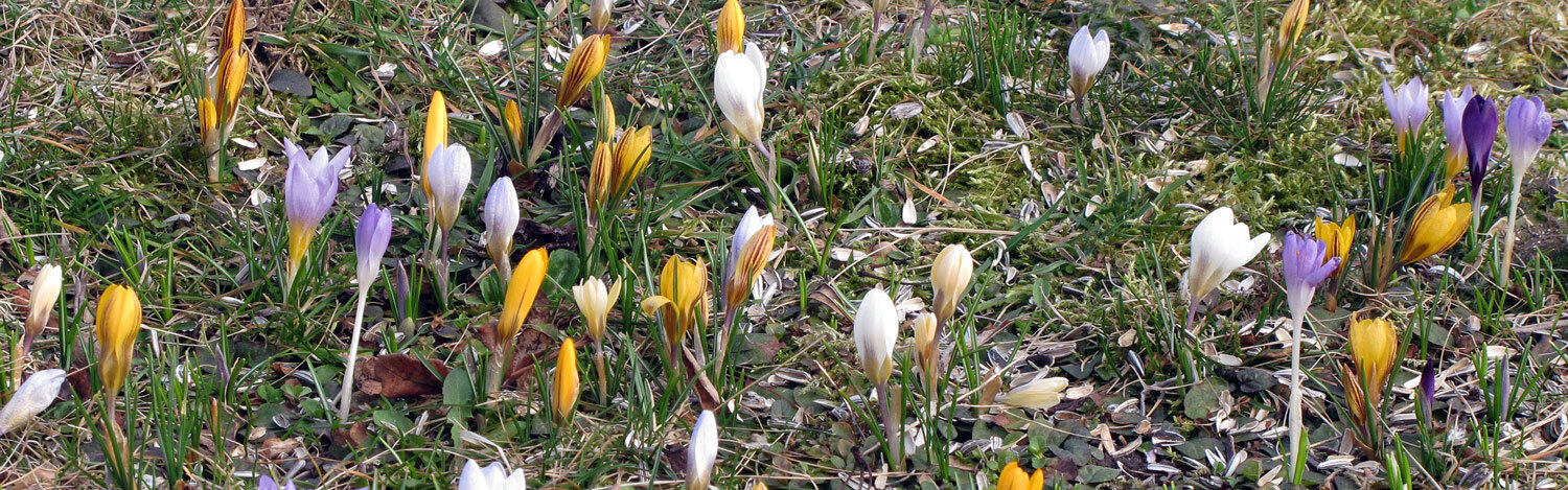 Bonte-krokus (Crocus vernus)