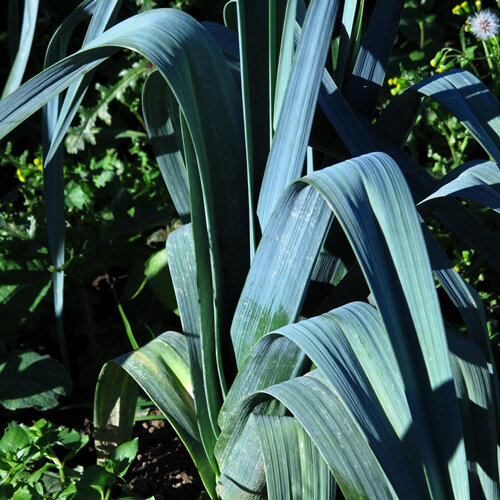 Porree 'Blaugruener Winter'