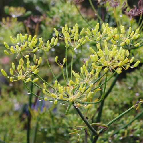 Groene gekruide venkel 'Dulce' (Foeniculum vulgare)