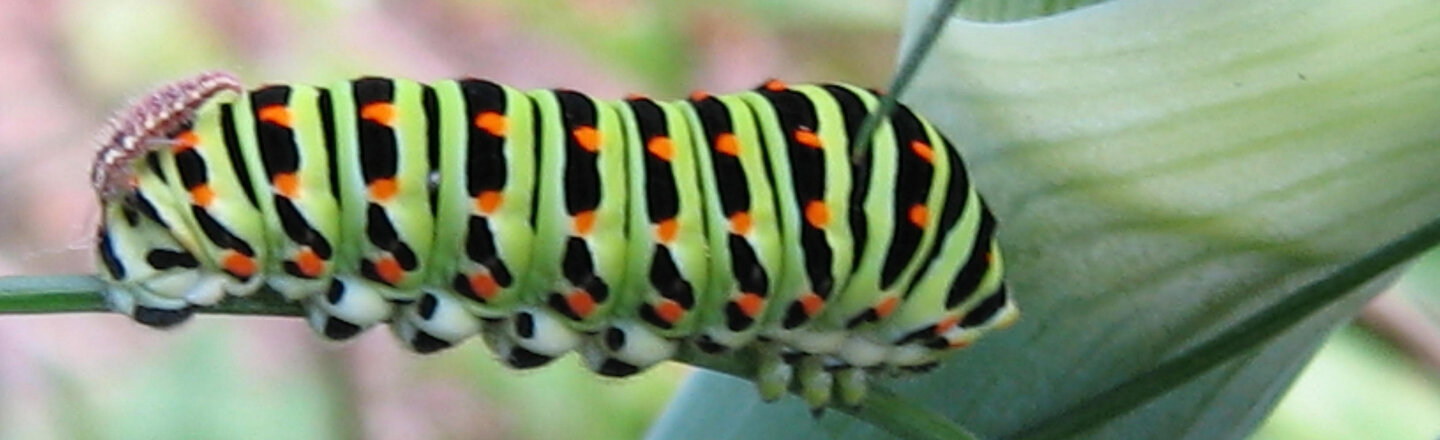 Rups van de koninginnenpage