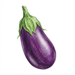 Een illustratie van een aubergine