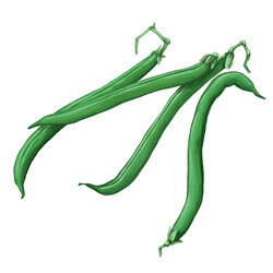 Een illustratie van bonen