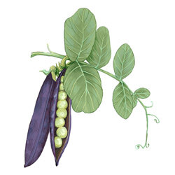 Een illustratie van een erwtenschil