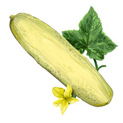 Een illustratie van een gele komkommer