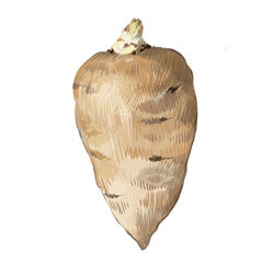 Een illustratie van knolkervel