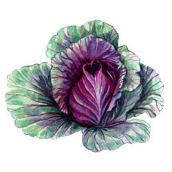 Een illustratie van een rode spitskool