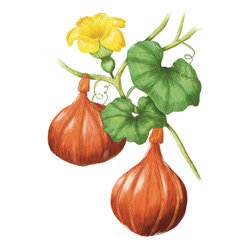 Een illustratie van de Hokkaido-pompoen