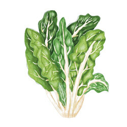 Een illustratie van witte snijbiet