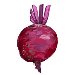 Een illustratie van een rode biet